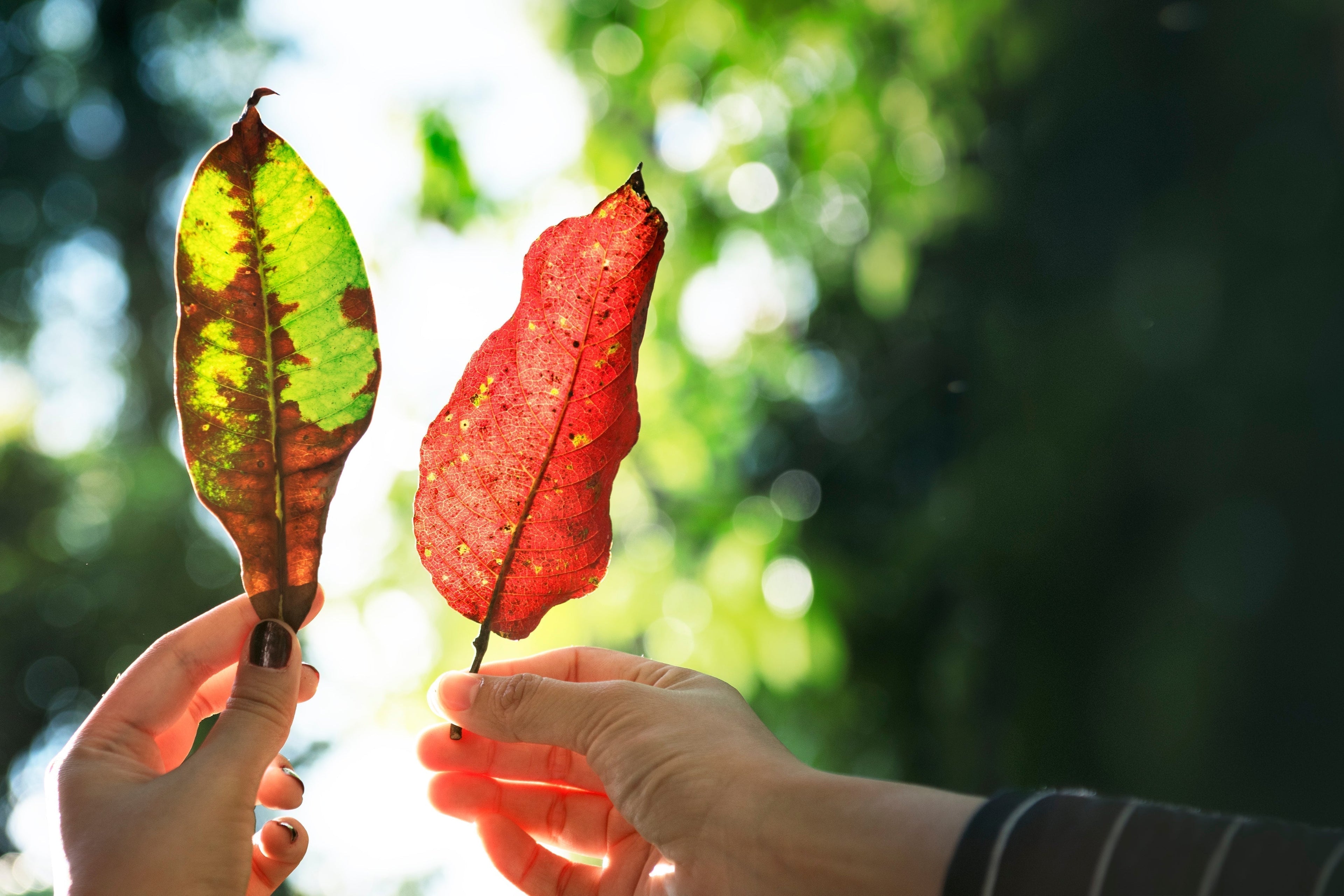 Scent Through the Seasons: How to Change Your Fragrance Year-Round